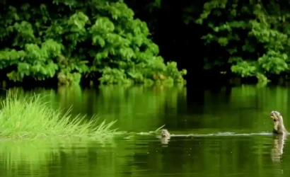 Manu Reserved Zone 7D