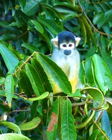 Home 1 Manu National Park Tour