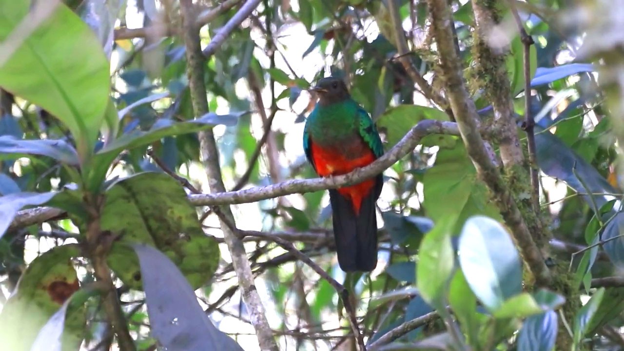 Birdwatching Cloud Forest