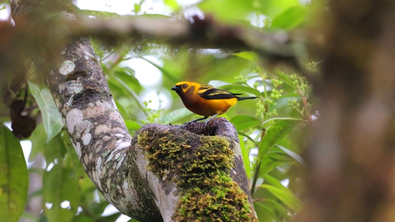 Birdwatching Cloud Forest