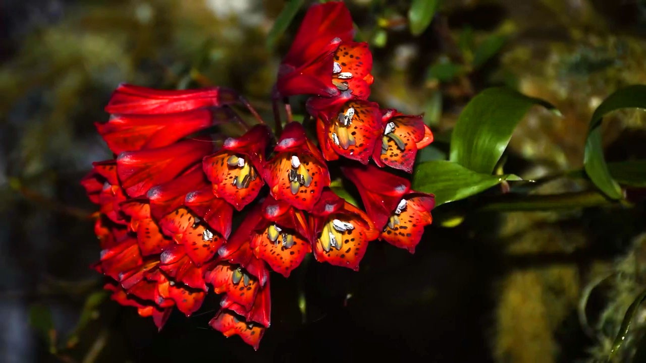 Choquequirao and its beautiful flowers