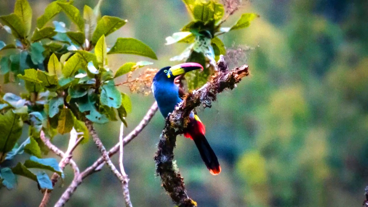 Choquequirao for bird watching