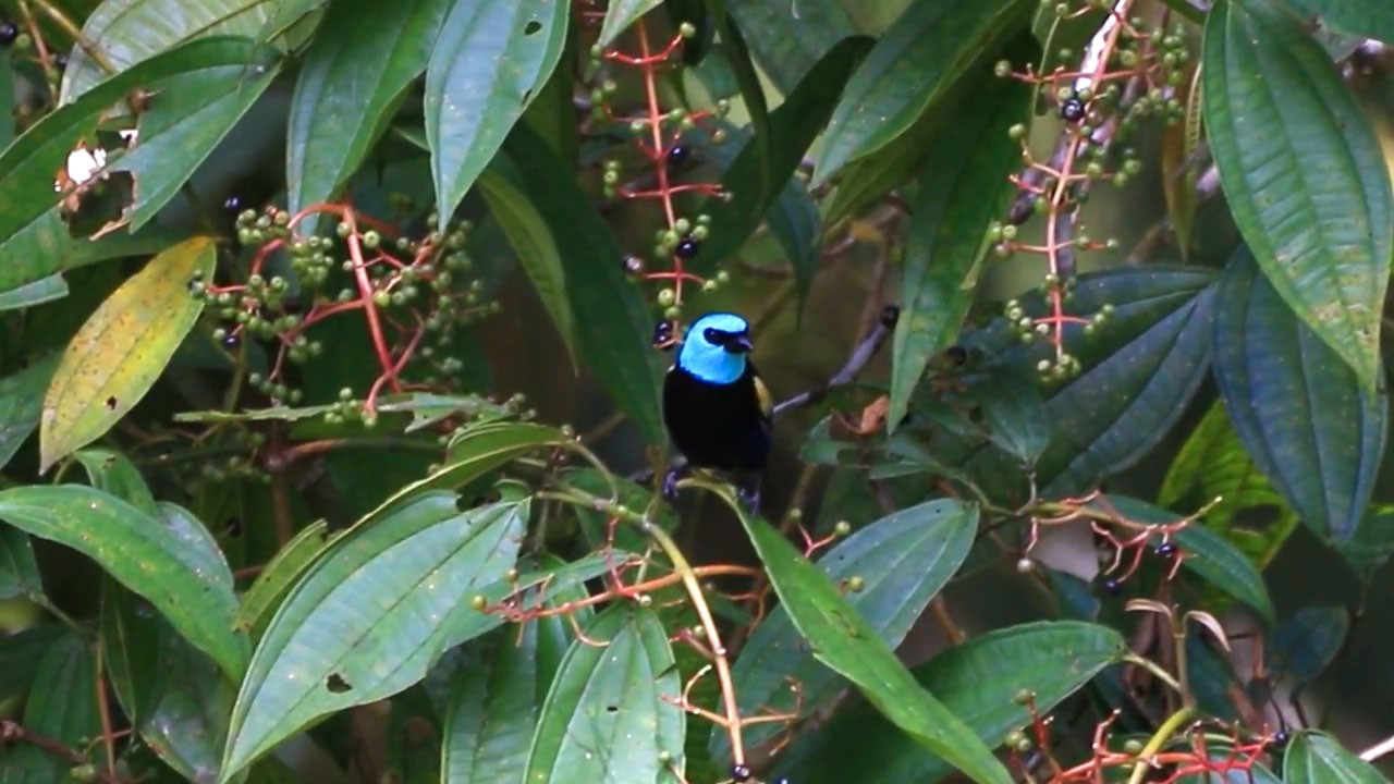 Birdwatching Cloud Forest