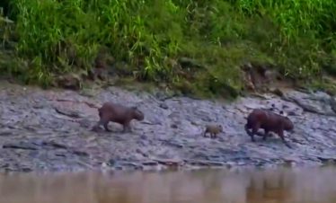 Peru Travel Jungle Soledad Classic