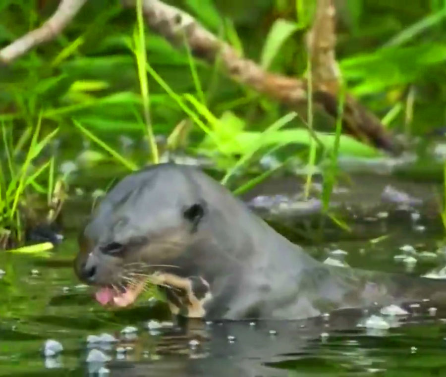 Peru Travel Jungle Soledad Express