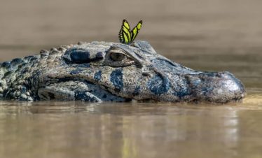 Uncover Manu National Park Peru