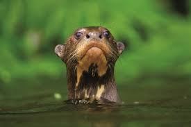 Manu Reserved Zone Unique