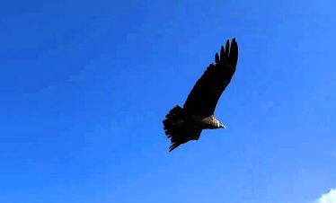 Canon del Colca tourism condor adulto
