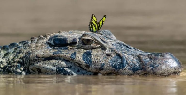 Manu-Wildlife-Center