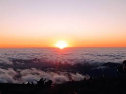 Peruvian Jungle is Live