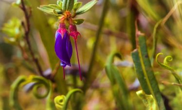 Choquequirao Flower