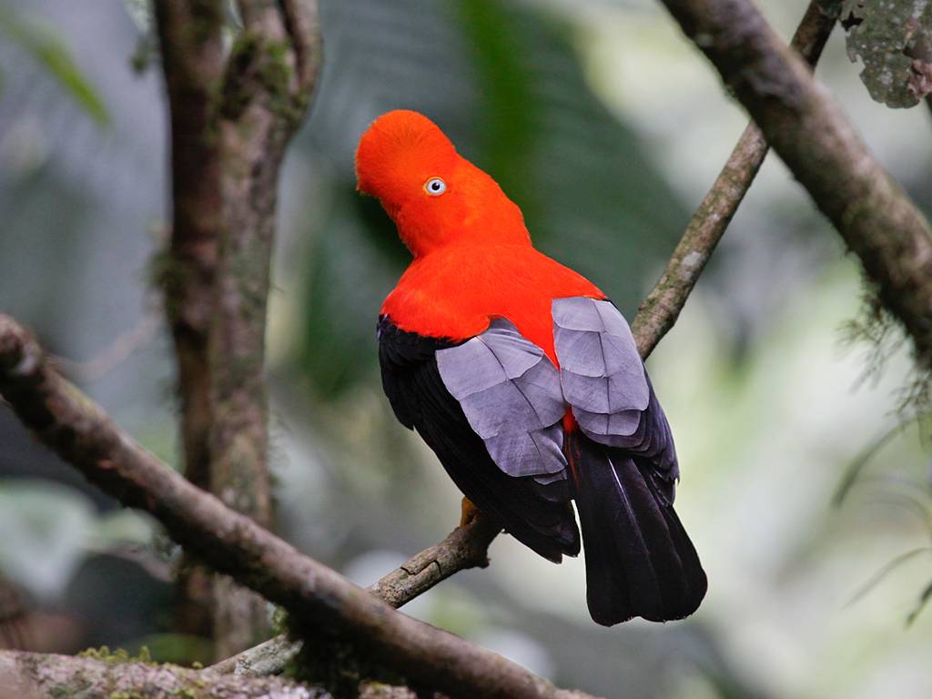 Peru Jungle Tours Birdwatching