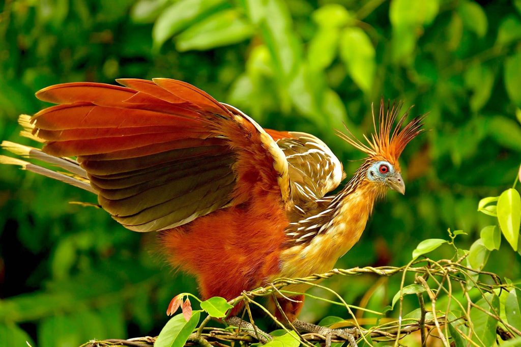 Best Inca Trail to Machu Picchu