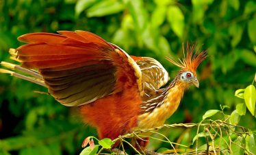 Best Inca Trail to Machu Picchu