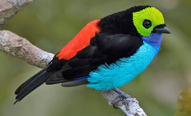 Peru Jungle Tours Birdwatching