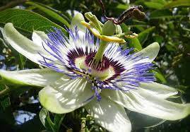 Manu National Park Packages (3)