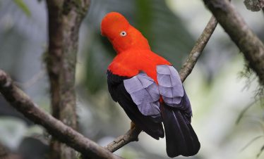 Manu National Park Packages