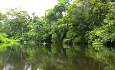 Amazon Rainforest Peru