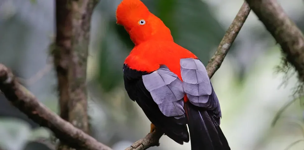 Manu Cloud Forest 1